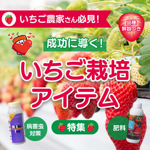【いちご農家向け】成功へと導くおすすめ栽培アイテム！品種や栽培ポイントもご紹介｜病害虫対策・肥料など