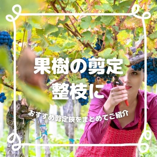 果樹の剪定・整枝におすすめ剪定鋏