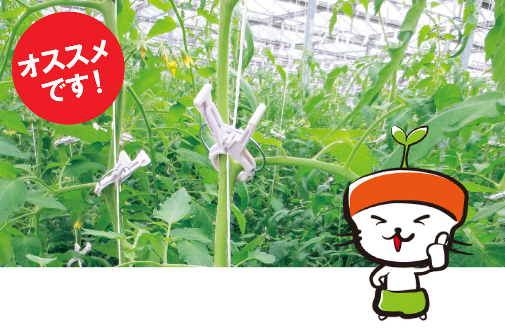 トマト誘引資材くきたっちアルファ