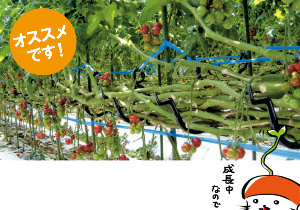 トマト誘引資材カケ次郎