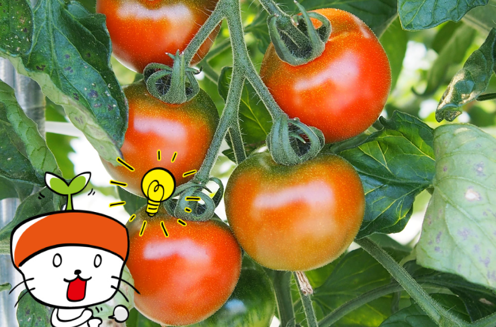 トマトは昔鑑賞用だった！？