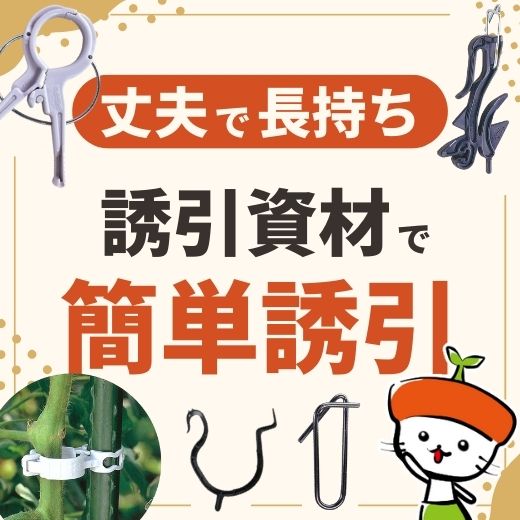 丈夫で長持ち！誘引資材でトマトを簡単誘引