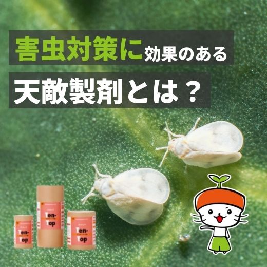 天敵製剤とは？農薬削減を実現するハウス害虫防除の方法と導入のポイント