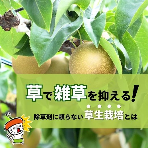 草で雑草を抑える！除草剤に頼らない果樹園の除草方法とは