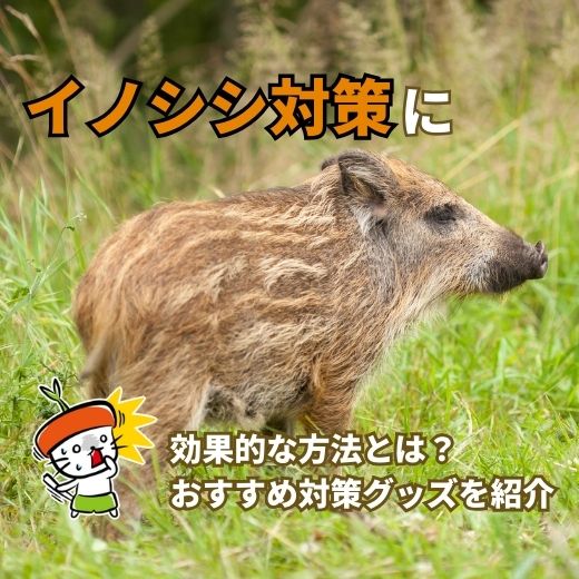 イノシシ対策の効果的な方法とは？おすすめ対策グッズを紹介