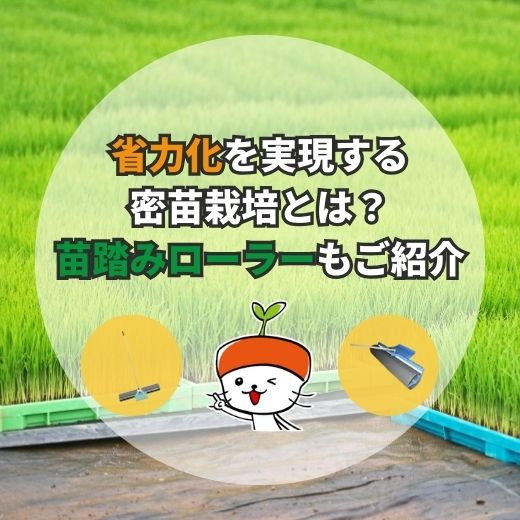 省力化を実現する密苗栽培とは？丈夫な苗づくりに役立つ苗踏みローラーも紹介