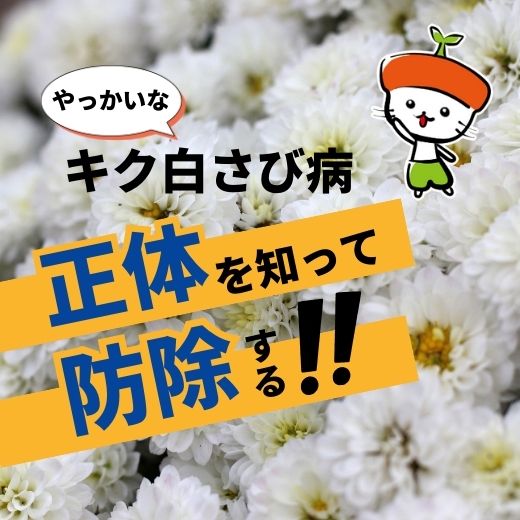 キク白さび病の対策におすすめの防除方法と薬剤をご紹介