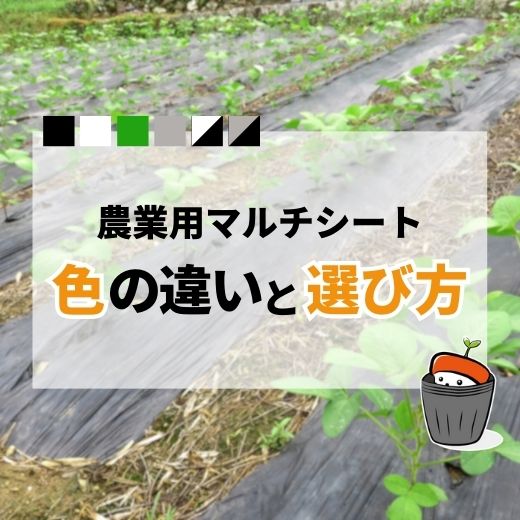マルチシートの色の違いは？色ごとの効果や基本的な張り方、生分解マルチもご紹介！
