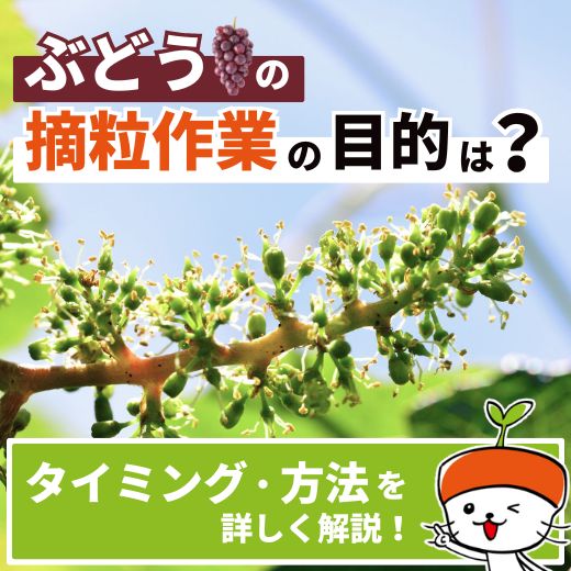 ぶどうの摘粒作業の目的は？摘粒のタイミングや方法を詳しく解説！