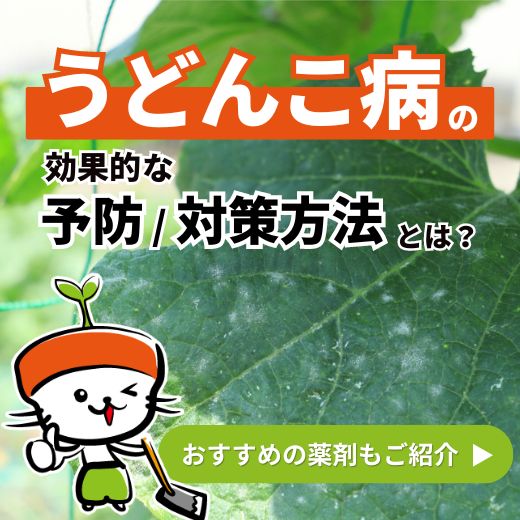 うどんこ病の効果的な予防・対策方法とは？おすすめの薬剤もご紹介