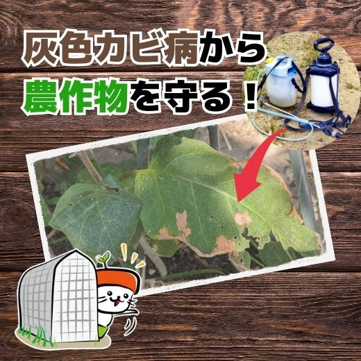 灰色カビ病の発生条件とは？防除のポイントやおすすめの農薬も紹介