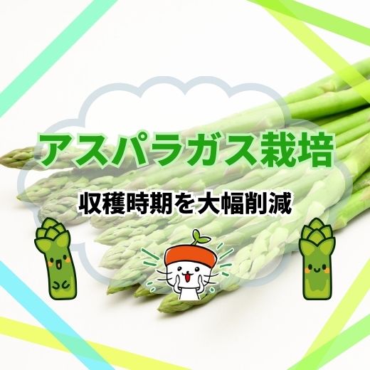 家庭菜園でアスパラガス｜収穫までの期間を大幅削減できる育て方を紹介
