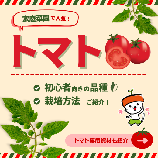 家庭菜園で人気のトマト！初心者におすすめの品種や栽培方法をご紹介！