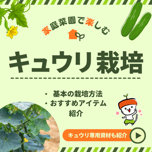 家庭菜園で楽しむキュウリ栽培！基本の栽培方法とおすすめアイテムの紹介