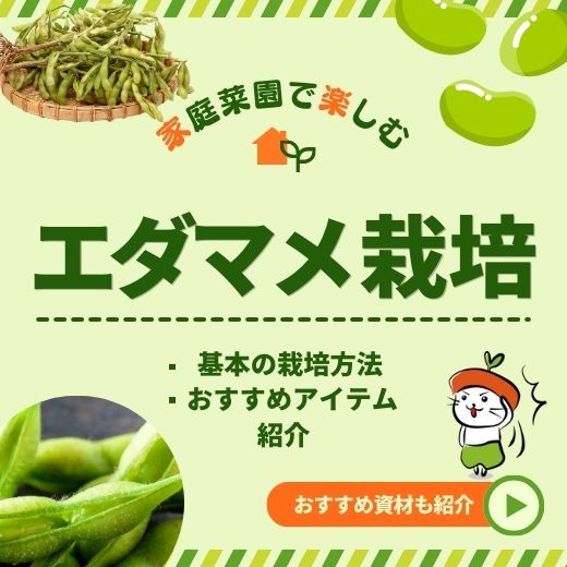 エダマメを楽しく栽培！育て方とおすすめアイテムご紹介！家庭菜園初心者にも