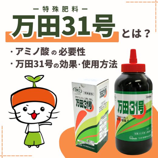 万田31号とは？アミノ酸の必要性や万田31号の効果、使用方法などを解説