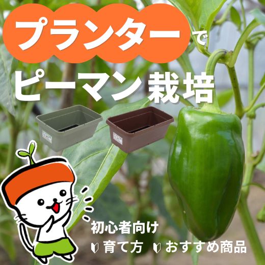 プランターでピーマン栽培！初心者向けの育て方とおすすめ商品を紹介