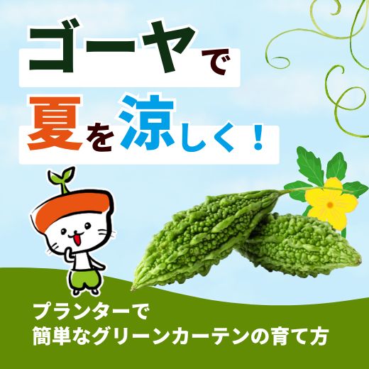 ゴーヤで夏を涼しく！プランターで簡単なグリーンカーテンの育て方