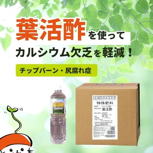 葉活酢を使ってカルシウム欠乏を軽減！｜チップバーン・尻腐れ症