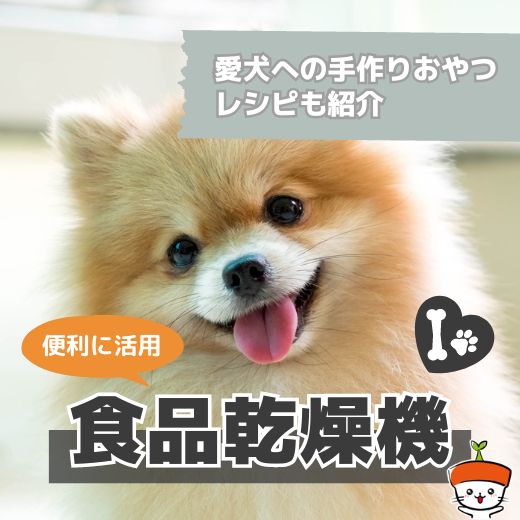 愛犬の手作りおやつは食品乾燥機が便利！作り方やおすすめ商品を紹介