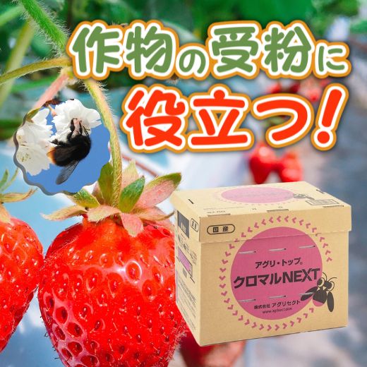 トマトやイチゴの自然受粉に！おすすめ受粉用マルハナバチ